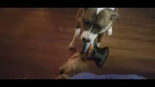 Zues my one eye tripaw and abbie my pitbull boxer
