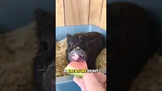 Pot Belly Pigs: The Cutest Little Oinkers! 🐷 #shorts #animals #love