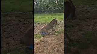 Animals Being Hilariously Chaotic! 09 🤣🐶🐱