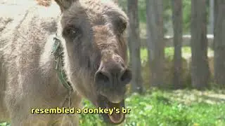 The pig that brays like a donkey: a sound that shouldn't exist