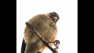 Linnets Kerdiffstown 2025 0122