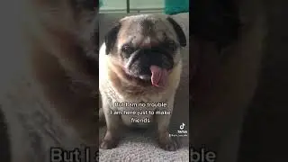 Lucy pug #shorts#animals#pugs#pug