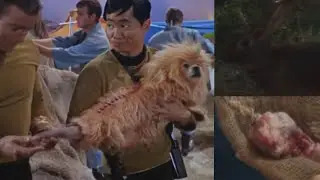Hunting Animals in Star Trek Picard vs TNG & Enterprise