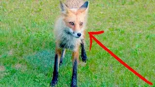 Wild Fox on daylight hunting or eating or both