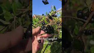 Aronia is a superfood. #nature #berries #naturelovers #norway #norwaylife