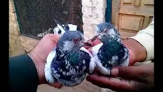 High flying pigeons.  with excellent time