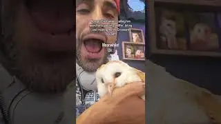 Day 20 of trying to be the most Followed owl on YouTube 💖🦉p2 #loveshorts #cuteshorts #petsvlog
