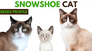 Snowshoe Cat Breed Profile History - Traits - Price - Snowshoe Grooming Needs - Lifespan