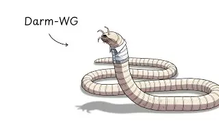 Warum es HORROR ist, als Bandwurm geboren zu werden?