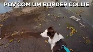 POV COM UM BORDER COLLIE NA GOPRO HERO 4K