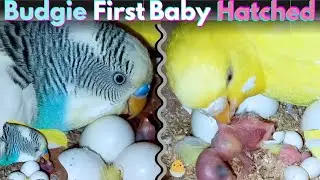 Budgie First Baby Hatched 🐣 || The Budgie Parents Adorable Reaction 🫶🏼 #hatchtofly 