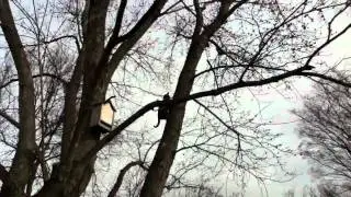 How cats climb DOWN trees