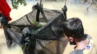 Amazing Children Catch Crabs How To Catch Crabs Using The Net In Cambodia