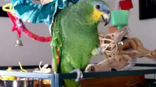 Amazon Parrot playing with Vine Ball