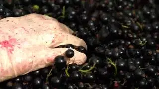 2017 Blackcurrant Season: Video 3