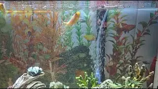 Mama Senia Vlog 2  is live! Aquarium View #youtubeshorts #asmr #GoldFish