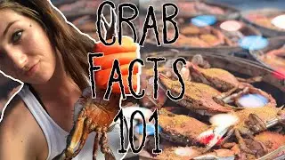 Blue Crab Facts 101 & Mukbang #BlueCrabs #EatingCrabs