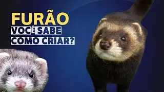 FUR&Atilde;O  Voc&ecirc; sabe como criar. #Fur&atilde;o #ComoCriarFur&atilde;o #CuidadosComFur&atilde;o #AnimaisEx&oacute;ticos