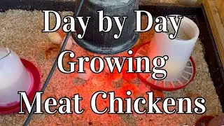 Day by Day Growing Meat Chickens | Grow Your Own Meat At Home