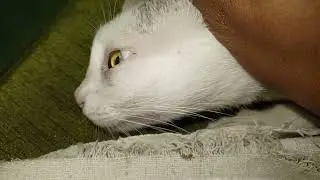 This is how mama cats carry their kittens by the scruff of the neck