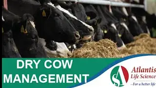 TO INCREASE MILK PRODUCTION IN THE FIRST 90 DAYS LACTATION, DO THIS.......
