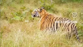 Taigar Harn🐯🐯🦌🦌🦌🐅👌