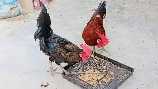 Rooster morning crowing sound 🐓🐔 #birds #chicken 