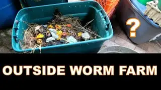 Outside compost worm farm- WINTER