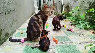 The Older Cat Is Looking After The Four Younger Kittens