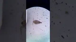 Молодые креветки-моллюски (Leptestheria)