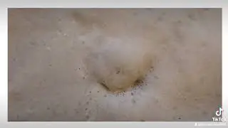 Bird Control Australia 🇦🇺 Joe's Pest control Sydney