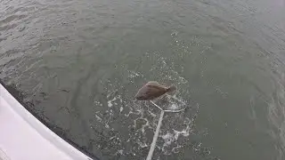 New Jersey Fluke Opening Day 2025