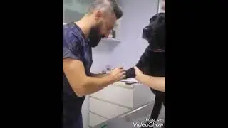 Animals Are Braver Than Humans 😂😂🤣🤣|| #BraveAnimals #funnyvideo