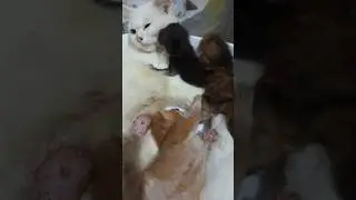 Zinzan & Anaknya Sedang Bermain Lucu Bareng Saudaranya! 😍🐾