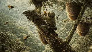 Harvesting Wild Honey on a Giant Tree in the Golden Triangle Jungle