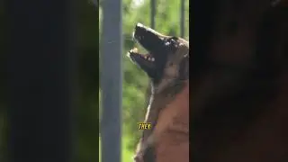 Responsible Pet Care | Pet Care #ytshorts #petcare #shortvideo #viral #shorts