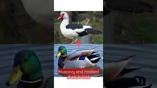 How does the hybrid of Muscovy duck and mallard duck become?