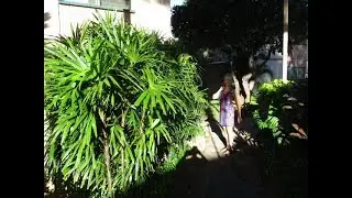 Pritchardia & Lady Palms