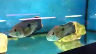 Green Terror Cichlids