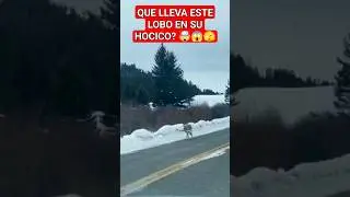 LOBO EN COLORADO 😱🤯🥩 #viral #lobos #wolvesincolorado #colorado #wolfpack #shorts