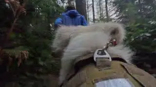 Pov Golden retriever woods running