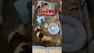 #pets #beatit #lol #funnyshorts #cute #shorts #replay Beat it by Michael Jackson