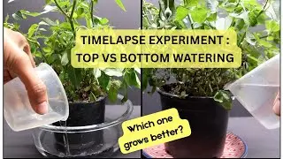 Bottom Watering vs Top Watering Roses 💧 Timelapse Experiment!