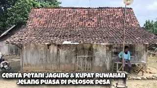 Cerita Petani Jagung Di Desa Modal 3,5 Juta Dalam 3 Bulan Jadi 13 Juta Wah Enake Lur...