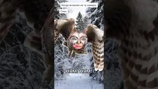 Сова и фото 🤣 #shorts