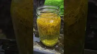 DIY Dandelion Tea ~ Foraged Tea Recipe 🌼🌞🫖✨Step-By-Step Tutorial