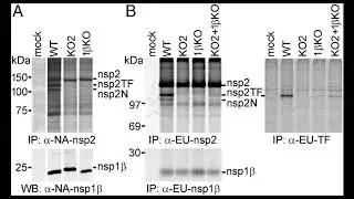 [Wikipedia] Coronavirus frameshifting stimulation element