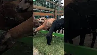 Mazurskie Mini-Zoo w Kąpie koło Giżycka