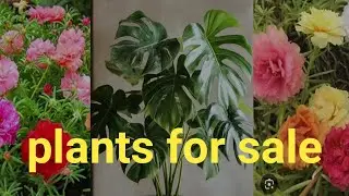Plants for sale WhatsApp no  9567741200  monstera  philodendron  pathumani......