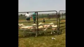 Miss Scarlett Herding Instinct Test